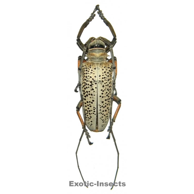 Rosenbergia straussi  (55mm)  SPECIMEN 04