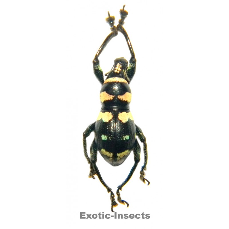 Metapocyrtus waoensis