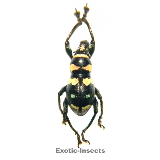 Metapocyrtus waoensis