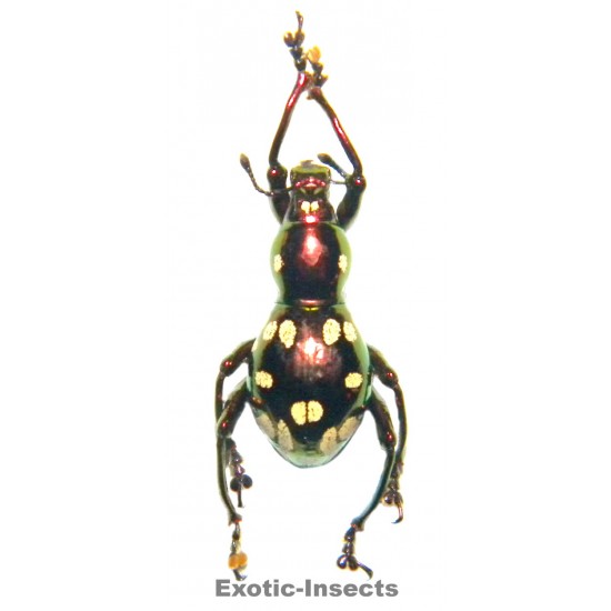 Pachyrhynchus obumanuvu