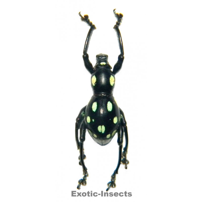 pachyrhynchus sulphureomaculatus