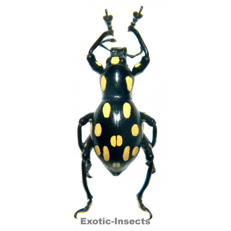 pachyrhynchus apicatus