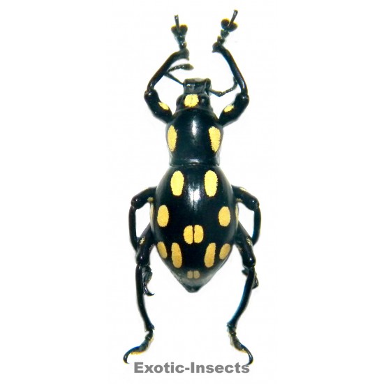 pachyrhynchus apicatus