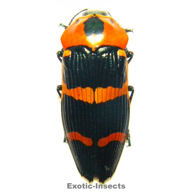 Calodema annae  (29mm)  SPECIMEN 02