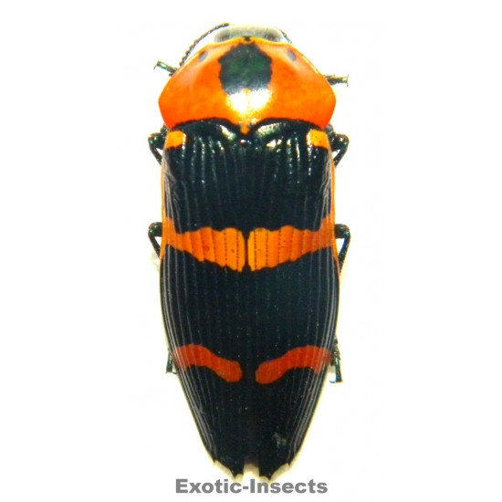 Calodema annae  (29mm)  SPECIMEN 02