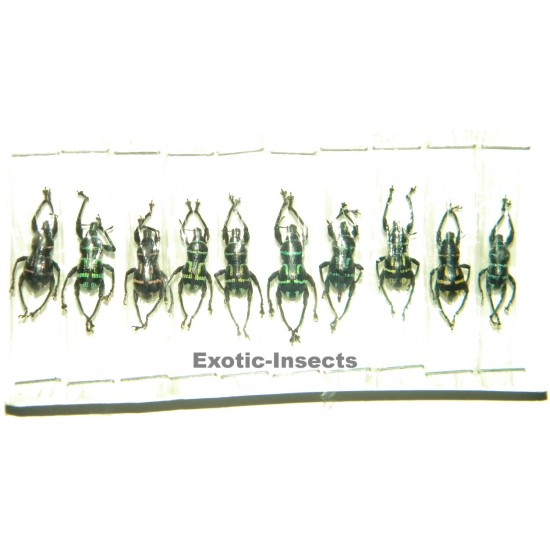 Metapocyrtus virgatus  Set of 50