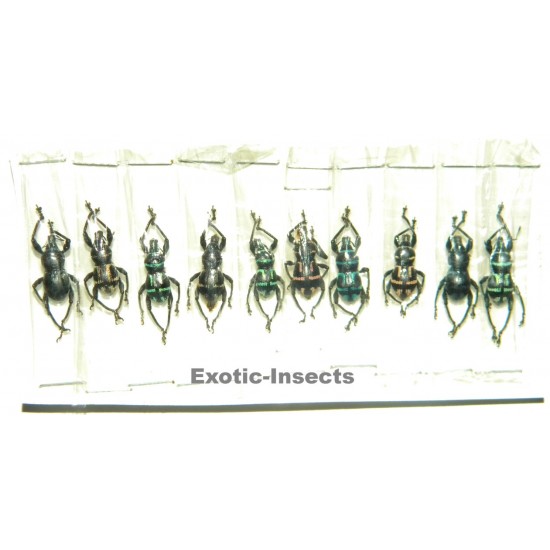 Metapocyrtus virgatus  Set of 50