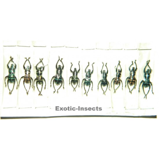 Metapocyrtus virgatus  Set of 50