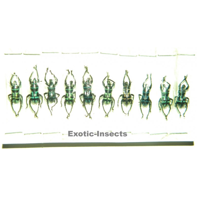 Metapocyrtus virgatus  Set of 50