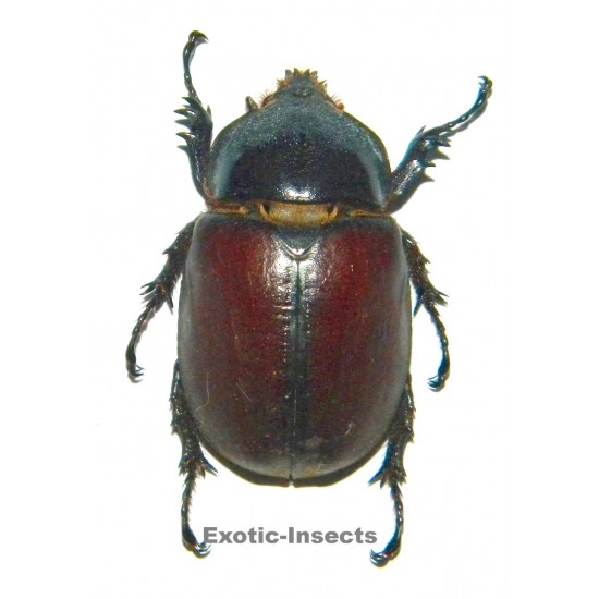 Beckius beccarii koletta