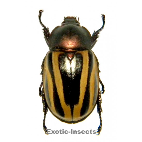 Chalcocrates felschei