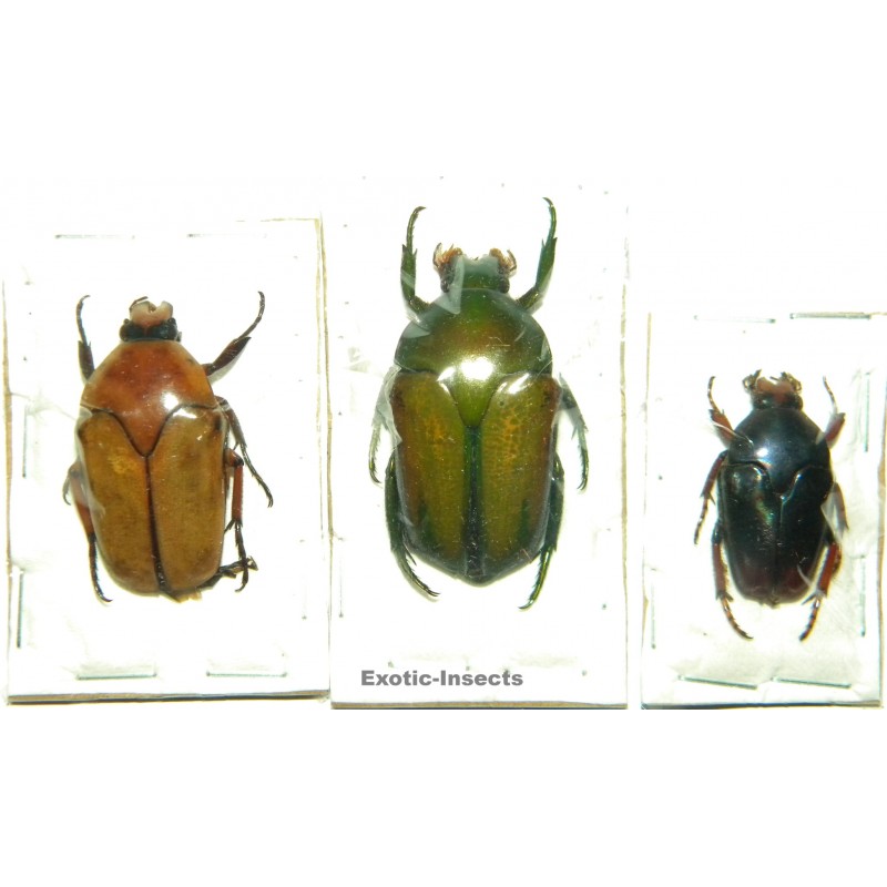 Cetoniinae mix 01  Set of 3