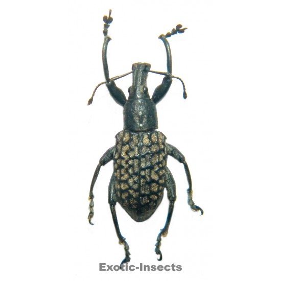 Celebia philippinica