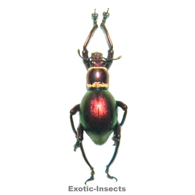 Pachyrhynchus subamabilis