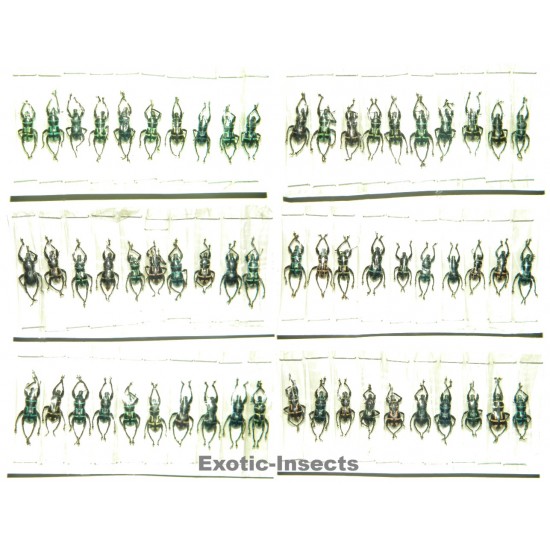 Metapocyrtus virgatus  Set of 20