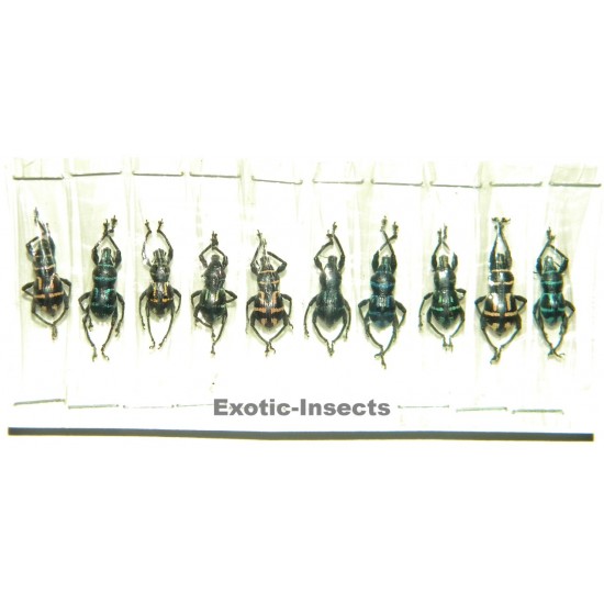 Metapocyrtus virgatus  Set of 20