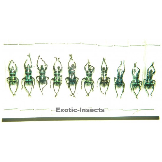 Metapocyrtus virgatus  Set of 20