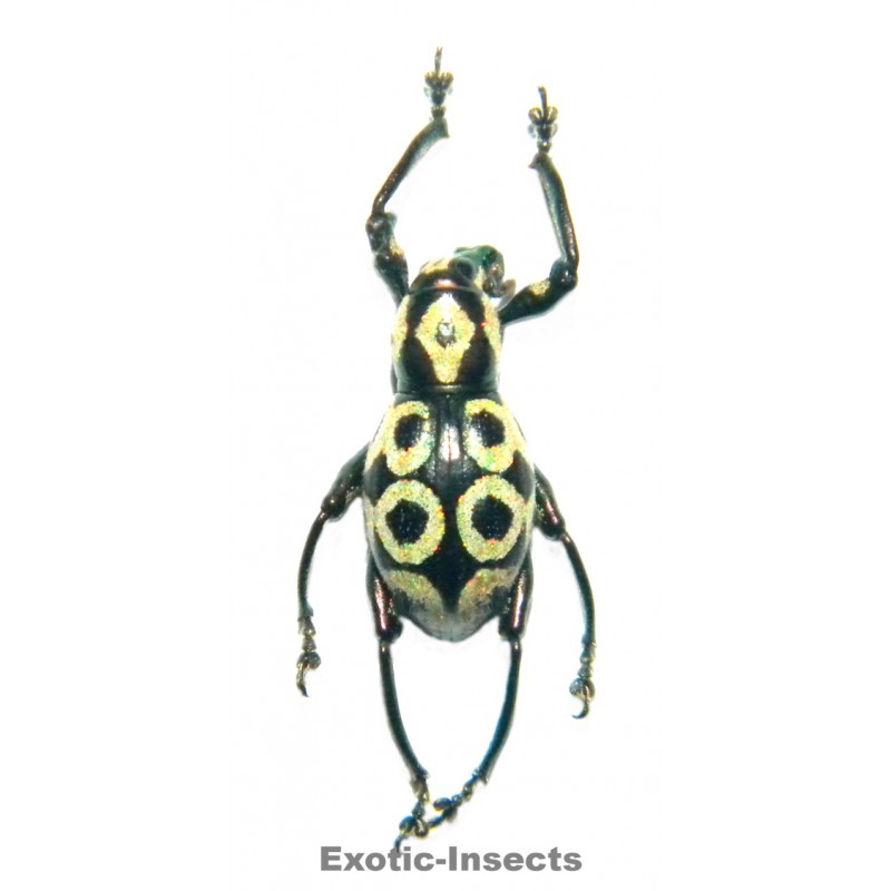 Pachyrhynchus reicherti