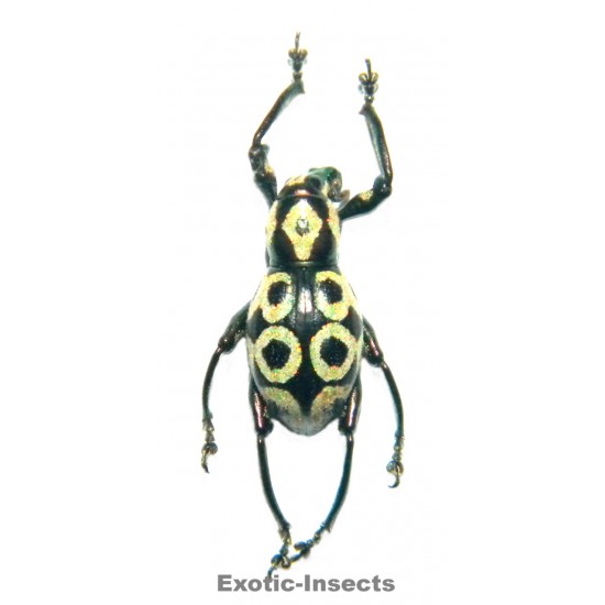 Pachyrhynchus reicherti