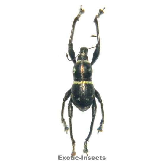 Metapocyrtus sp.01