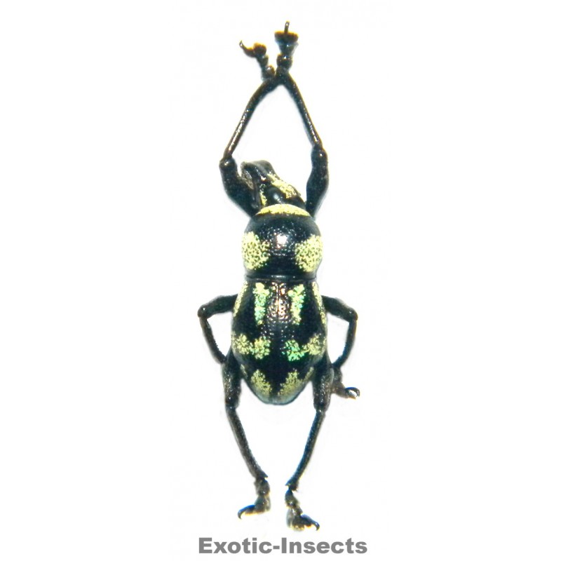Metapocyrtus sp.02