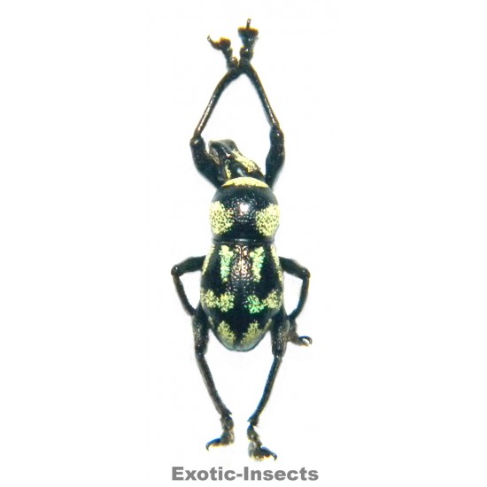 Metapocyrtus sp.02