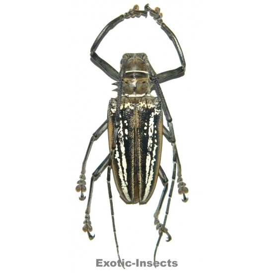 Batocera wallacei wallacei (55-59mm)