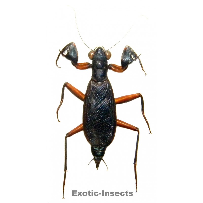 Metallyticus violaceus
