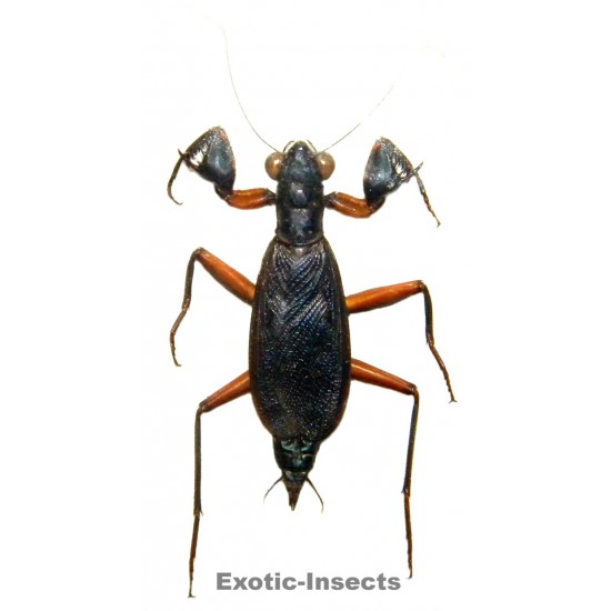 Metallyticus violaceus