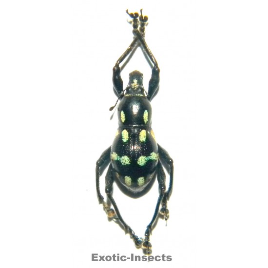 Metapocyrtus sp.03  FORM 01