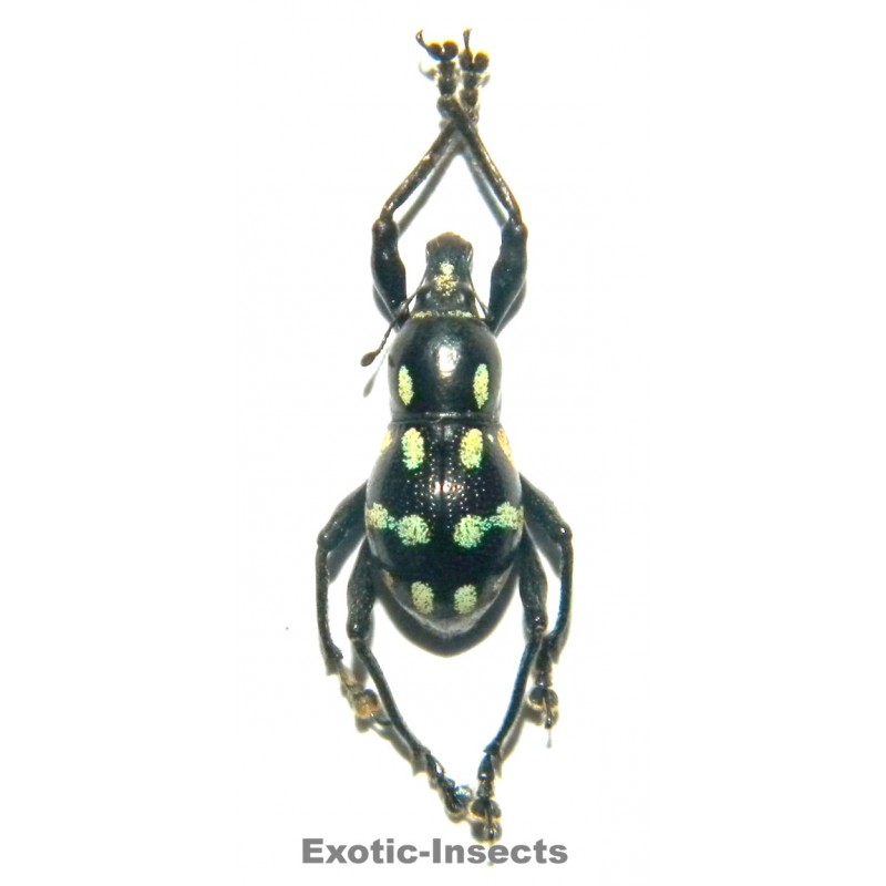 Metapocyrtus sp.03  FORM 01