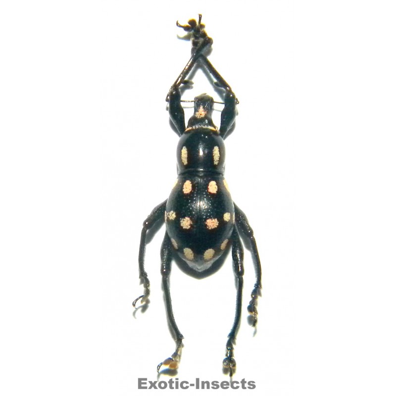 Metapocyrtus sp.03  FORM 02