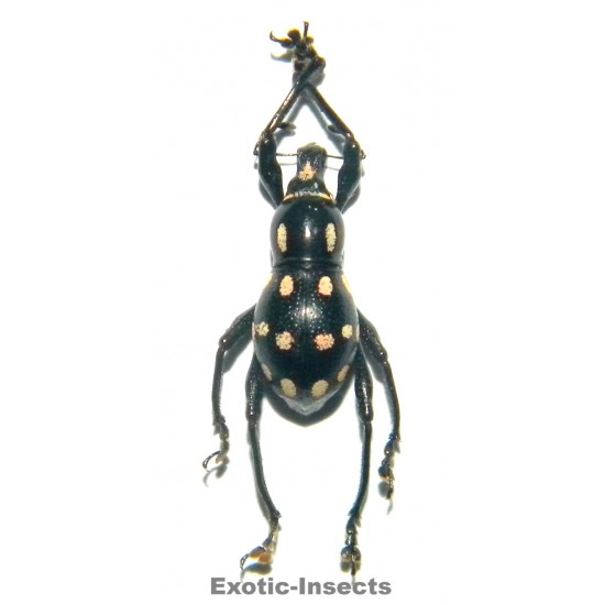 Metapocyrtus sp.03  FORM 02