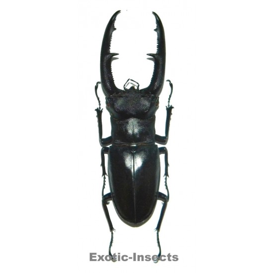 Hexarthrius mandibularis sumatranus  (80-84mm)