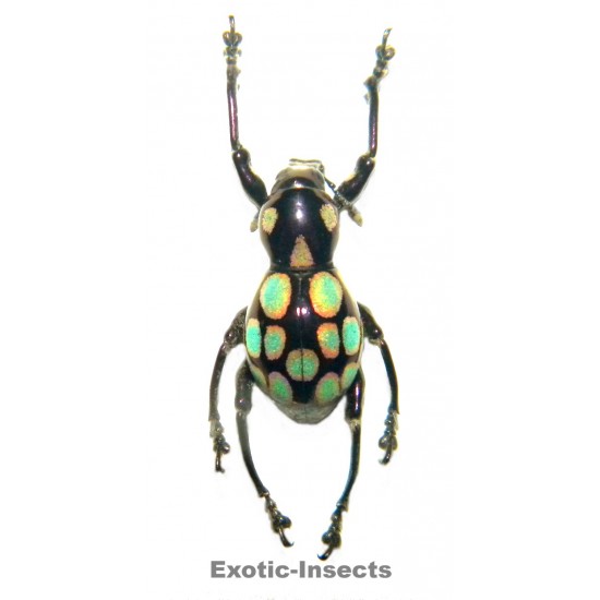 Pachyrhynchus congestus...