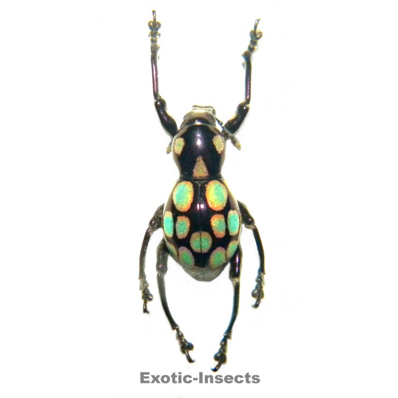 Pachyrhynchus congestus pavonius  FORM 01