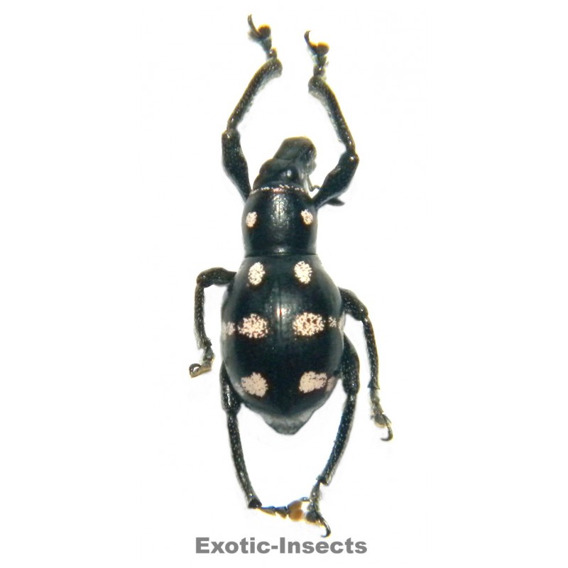Metapocyrtus sp.05