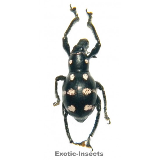 Metapocyrtus sp.05