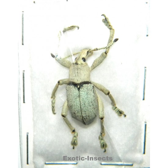 Eupholus bruyni PALE FORM...