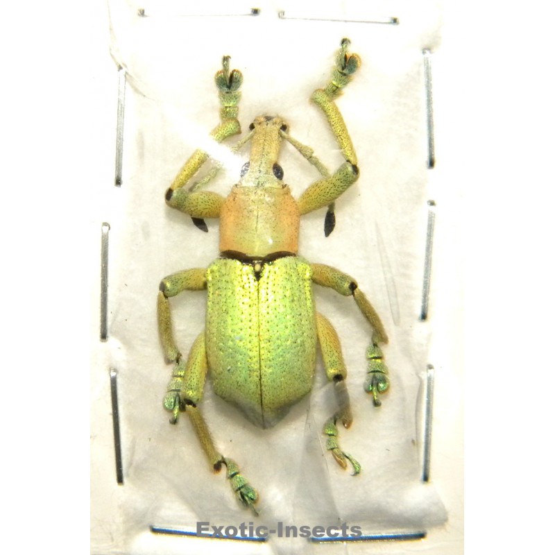 Eupholus bruyni PALE FORM SPECIMEN 07