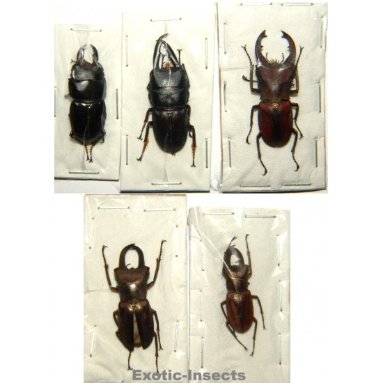 Lucanidae mix01  Set of 5