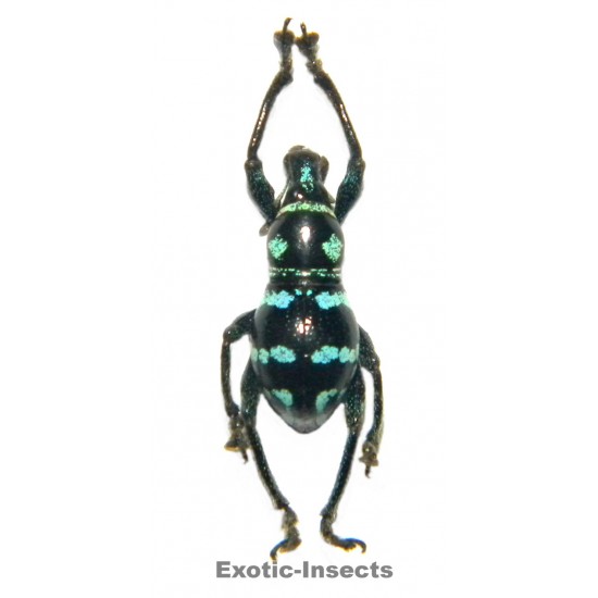 Metapocyrtus (Orthocyrtus)...