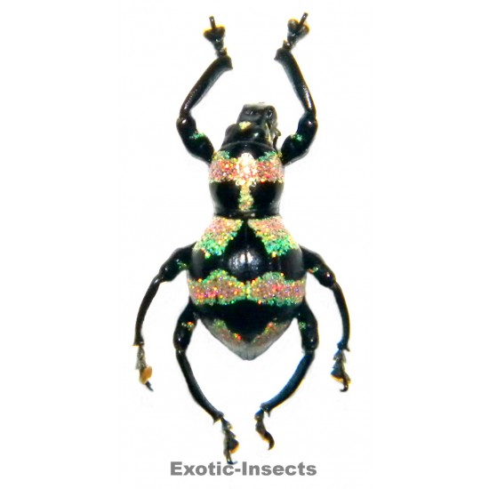 Pachyrhynchus orbifer  FORM 01