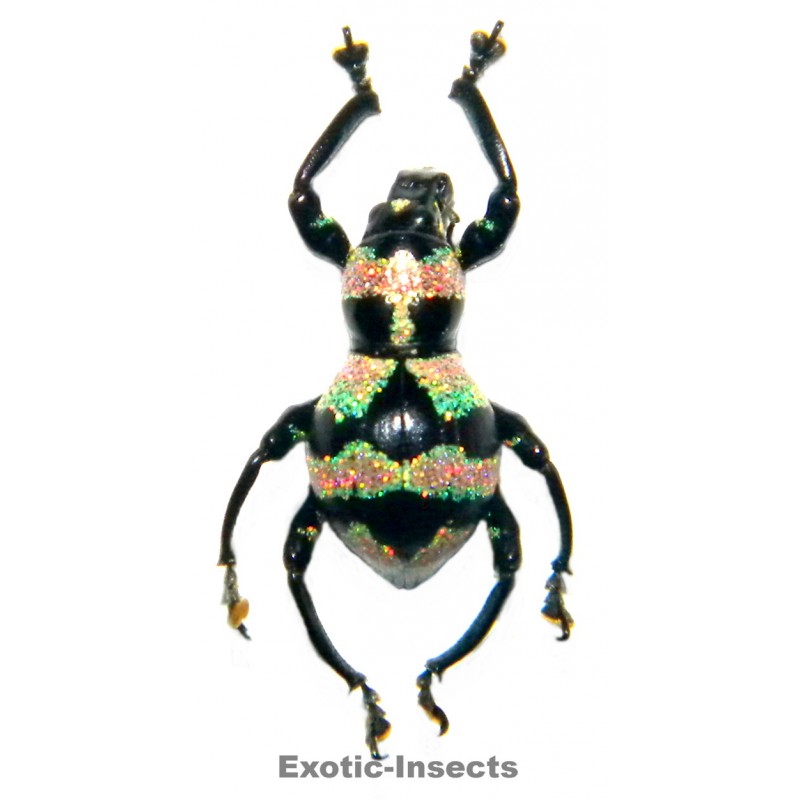 Pachyrhynchus orbifer  FORM 01