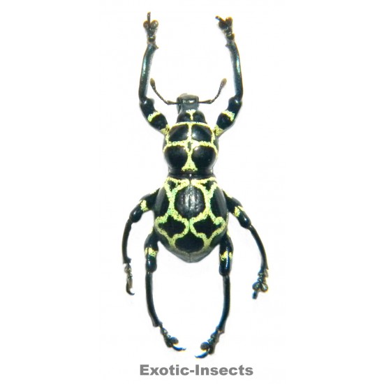Pachyrhynchus cruciatus