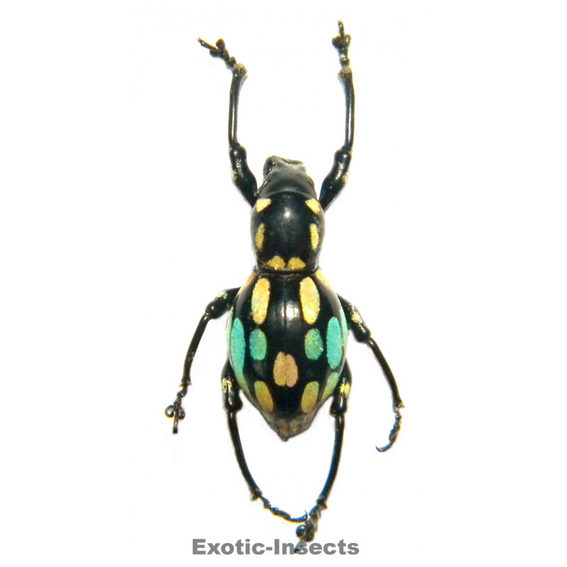 Pachyrhynchus barsevskisi  FORM 02