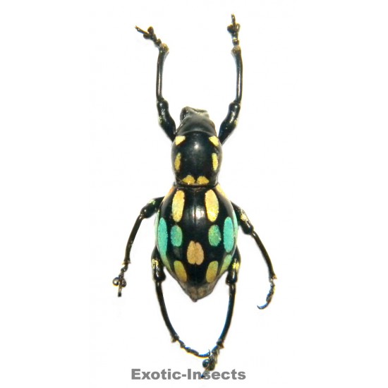 Pachyrhynchus barsevskisi  FORM 02