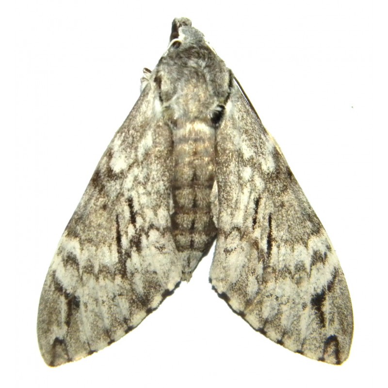 Psilogramma kitchingi