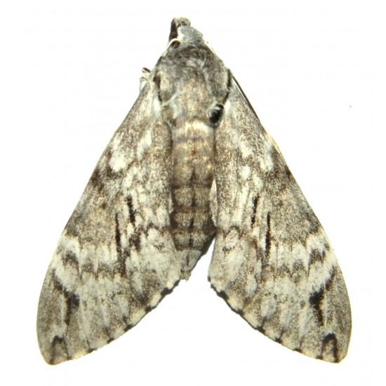 Psilogramma kitchingi