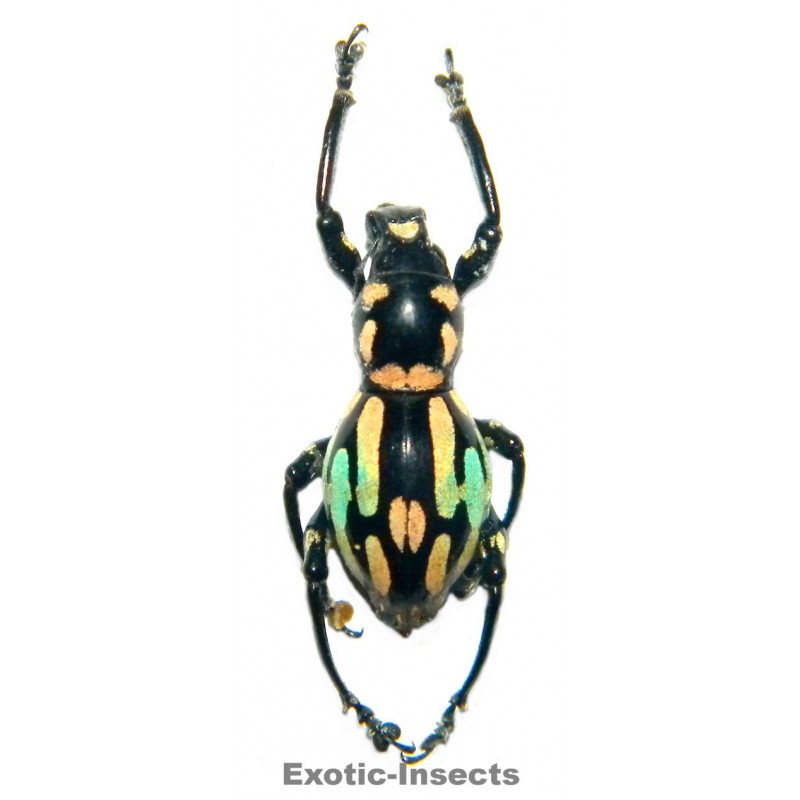 Pachyrhynchus barsevskisi  FORM 01